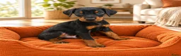 Dobermann dogs for sale: Stunning Doberman Pups Ready 10th October - Advert 7