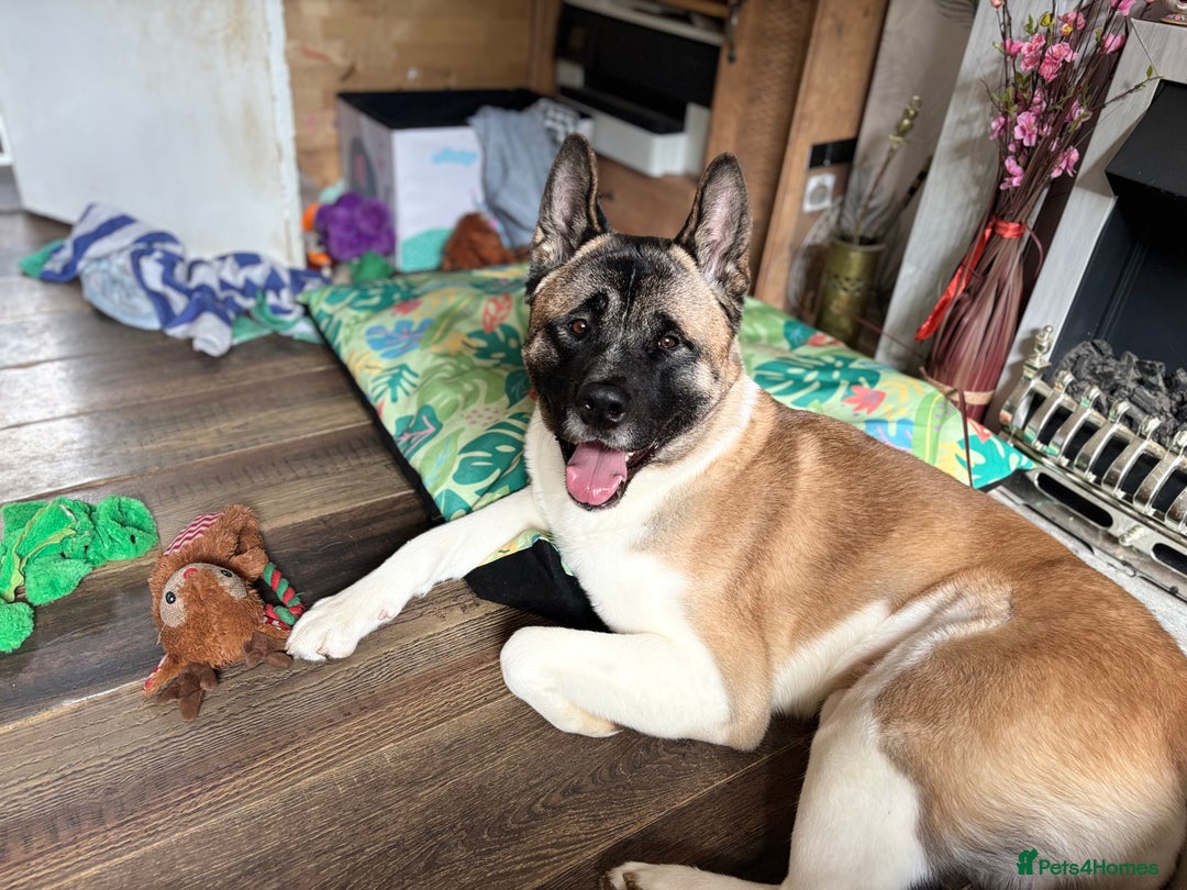 Akita dogs for sale: Akita  - Image 1