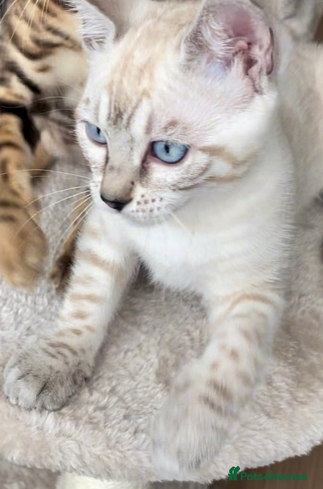 Bengal cats for sale: 🏆🎉New Pedigree Tica Mini Leopards Ready Soon🎉🏆 - Advert 31