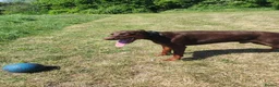 Dobermann dogs for stud: Proven Euro Doberman for Stud - Advert 4