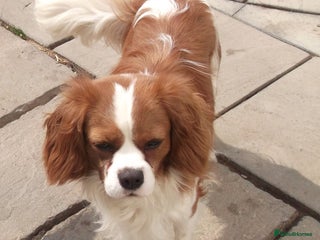 Cavalier King Charles Spaniel dogs Cavalier King Charles Fully Health tested KC Reg in Spalding - Advert 2