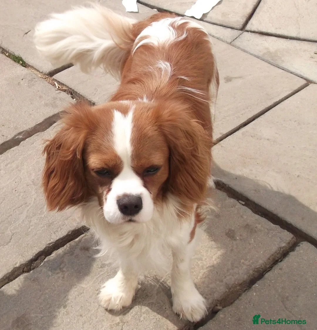 Cavalier King Charles Spaniel dogs for stud: Cavalier King Charles Fully Health tested KC Reg in Spalding - Advert 1