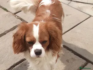 Cavalier King Charles Spaniel dogs Cavalier King Charles Fully Health tested KC Reg in Spalding - Advert 17