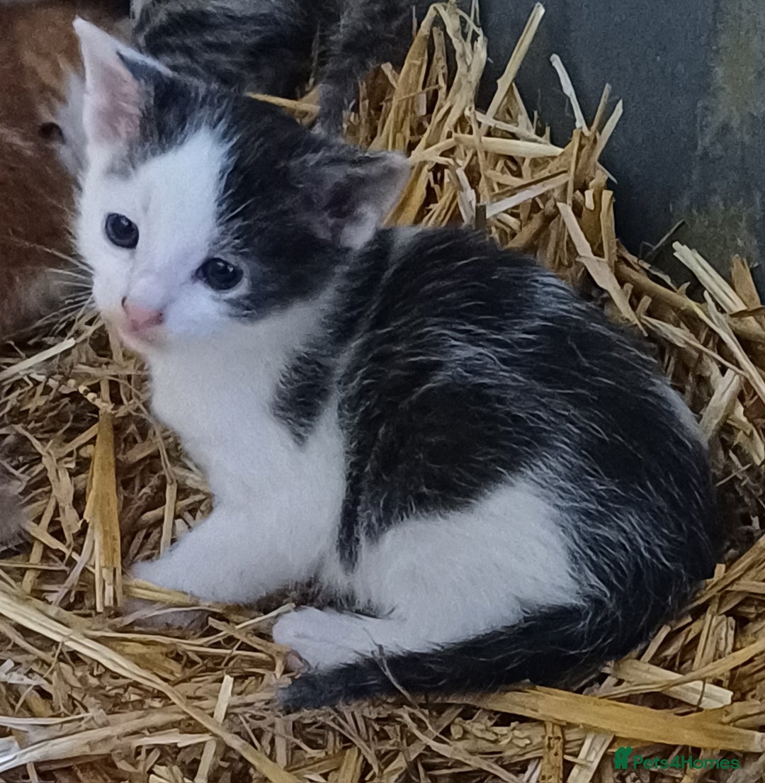 Domestic Shorthair cats for sale: Friendly Farm Bred Kittens,Ready To Leave Now 🐾 - Image 4