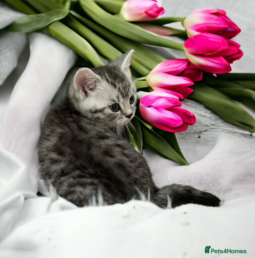 British Shorthair cats for sale: CHAMP Sire GCCF Pedigree BSH 2 Males 💙 Spotted  - Advert 4