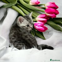 British Shorthair cats CHAMP Sire GCCF Pedigree BSH 2 Males 💙 Spotted - Advert 2