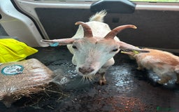 Goats livestock for sale: Family group!!!! - Image 2