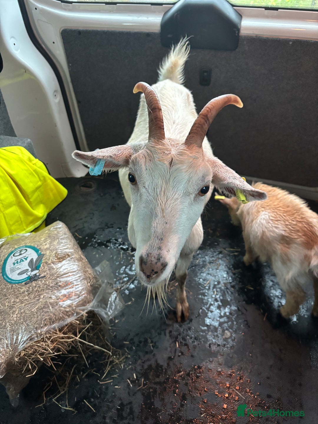Goats livestock for sale: Family group!!!! - Image 2