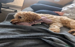 Mixed Breed dogs for sale: Cockerpoo female - Image 1