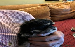Mixed Breed dogs for sale: Tiny Havanese/Korean Maltese. Ready now  - Image 22