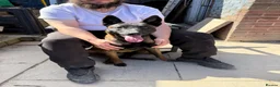 Mixed Breed dogs for sale: Beautiful malanois x german shepherd puppies - Advert 17