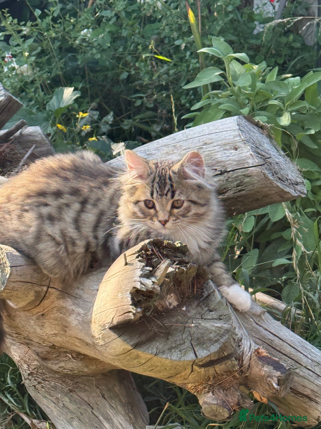 Persian cats for sale: Half Persian Beautiful Kittens  - Image 1