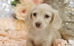 Miniature Dachshund dogs for sale: KC Registered Cream Longhair Puppies - Image 13