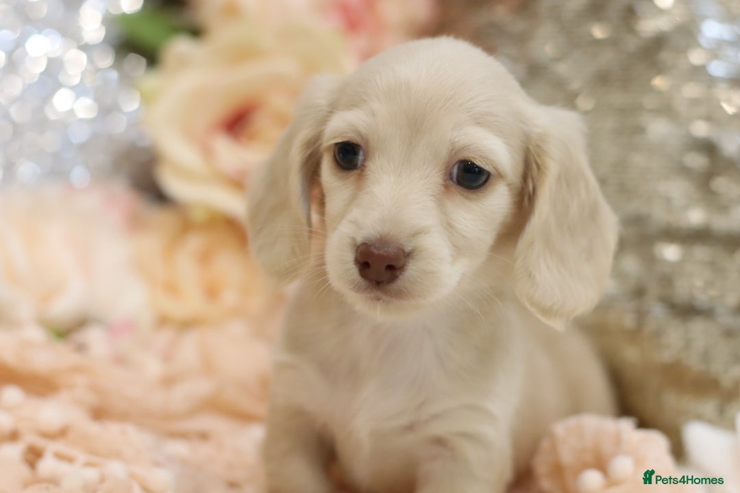 Miniature Dachshund dogs for sale: KC Registered Cream Longhair Puppies - Image 13