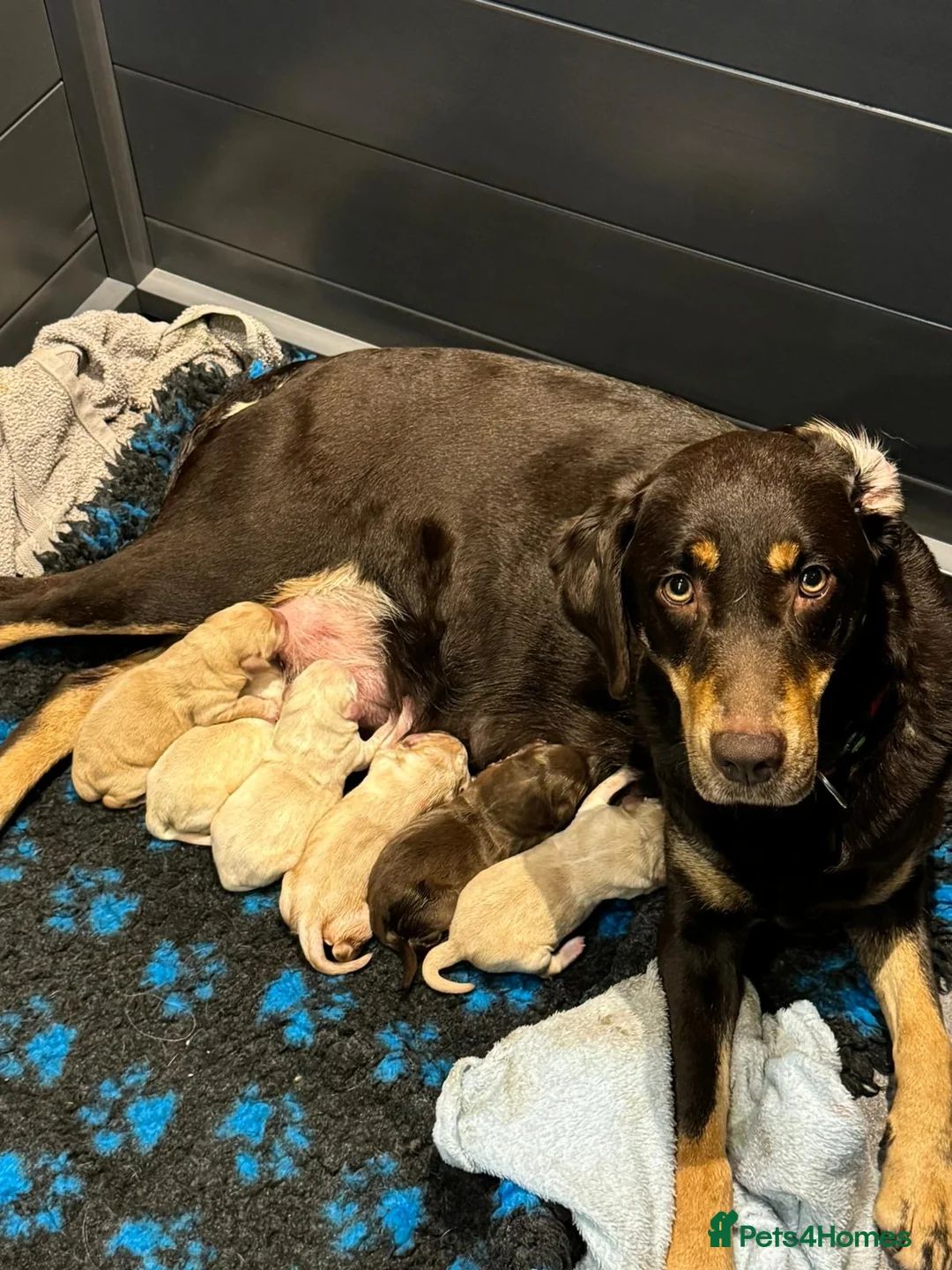 Labrador Retriever dogs for stud: KC REGISTERED LABRADOR FOR STUD ONLY  - Advert 6