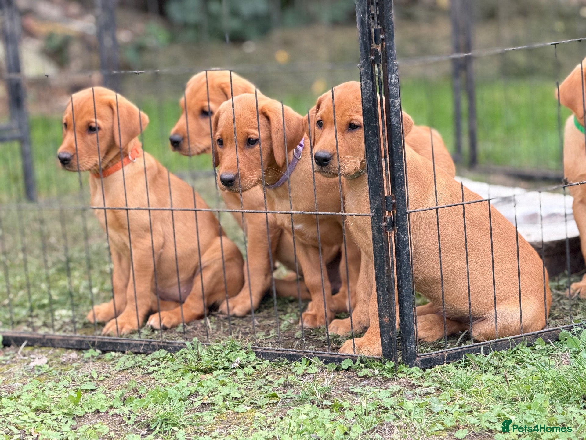 Labrador Retriever dogs Labrador Retriever puppies - Advert 1