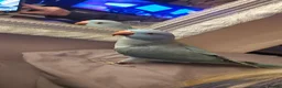 Parrots birds for sale: Male indian ringneck parrot in Doncaster - Advert 2