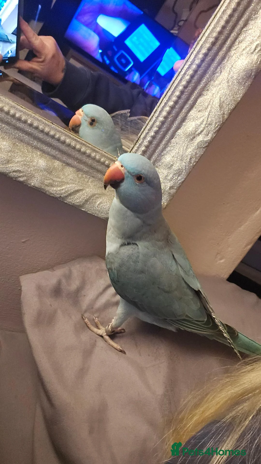 Parrots birds for sale: Male indian ringneck parrot in Doncaster - Advert 2