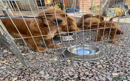 Cocker Spaniel dogs for sale: Kc registered working spaniel  - Image 8