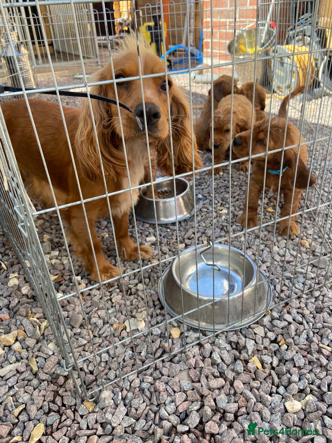 Cocker Spaniel dogs for sale: Kc registered working spaniel  - Image 8