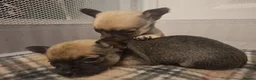 Chihuahua dogs for sale: 4 Tiny Apple head Chihuahuas  - Advert 7