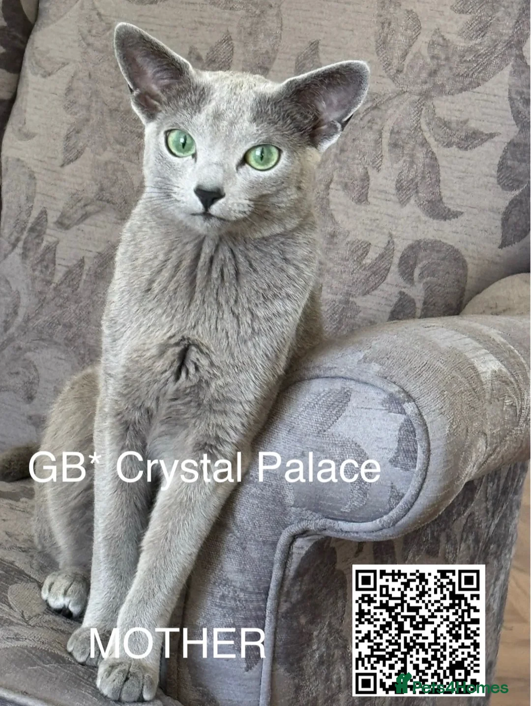 Russian Blue cats for sale: Russian Blue Full Pedigree American Champion Lines - Advert 2
