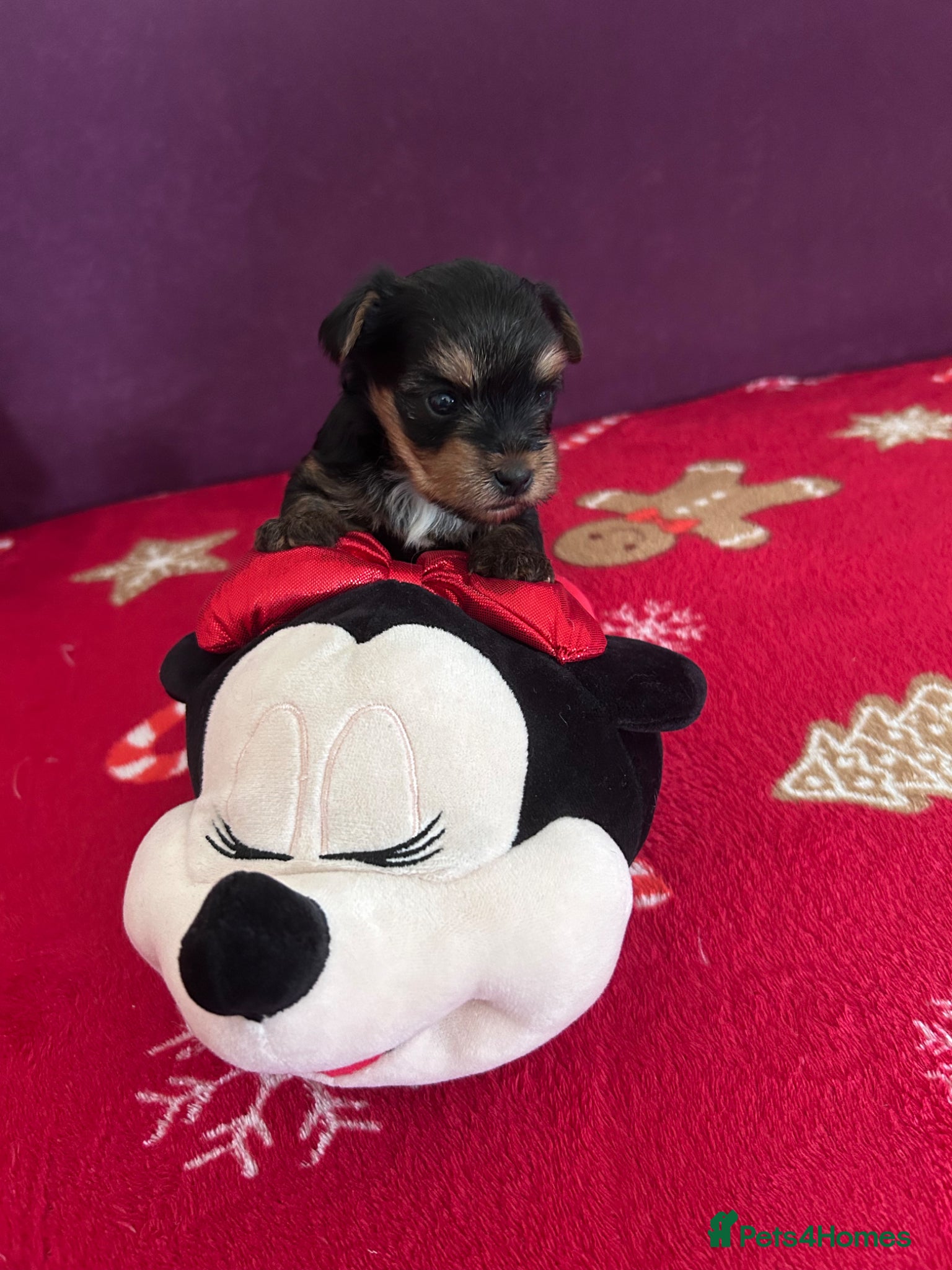 Yorkshire Terrier dogs for sale: Yorkshire Terrier puppiers - Advert 2