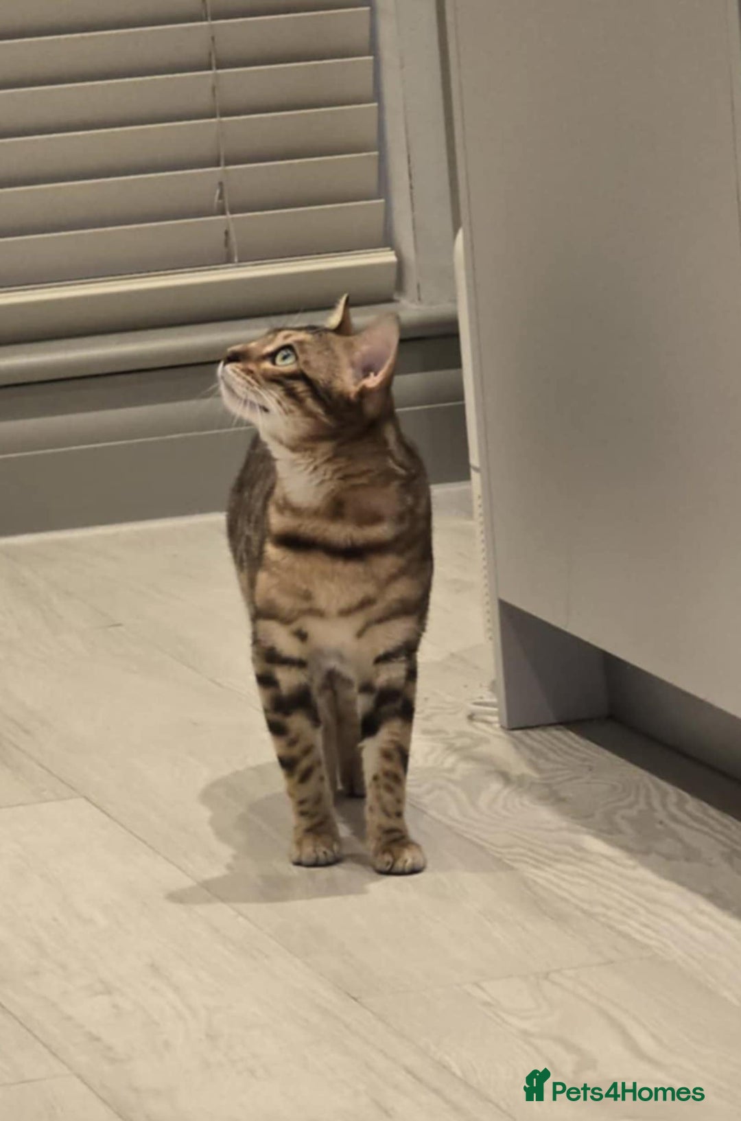Bengal cats for sale: Beautiful Pure Bengal Boy - Advert 4