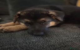 German Shepherd dogs for sale: German Shepherd Bitch, Iris. - Image 1