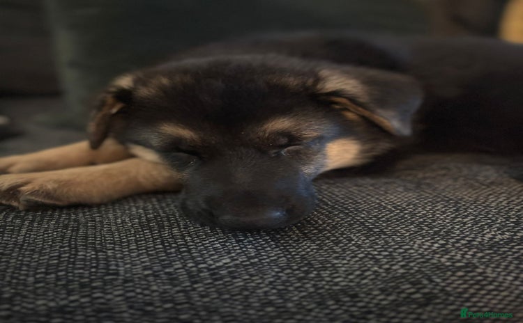 German Shepherd dogs - Advert 4