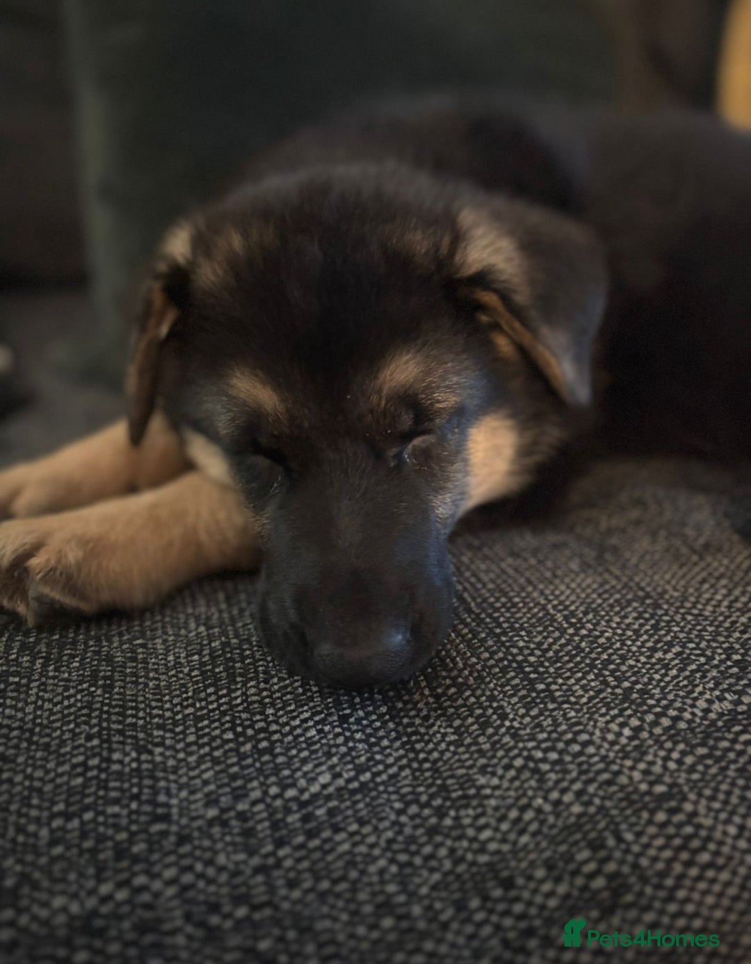 German Shepherd dogs for sale: German Shepherd Bitch, Iris. - Image 1
