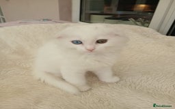 Scottish Fold cats for sale: Scottish folds with hearts of gold - Image 15