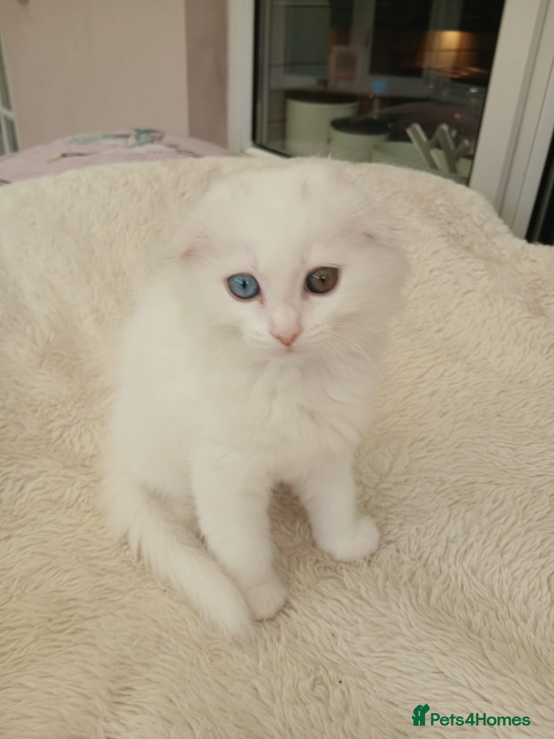 Scottish Fold cats for sale: Scottish folds with hearts of gold - Image 15