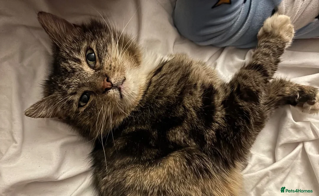 Mixed Breed cats for sale: Forever Home Needed - Advert 1