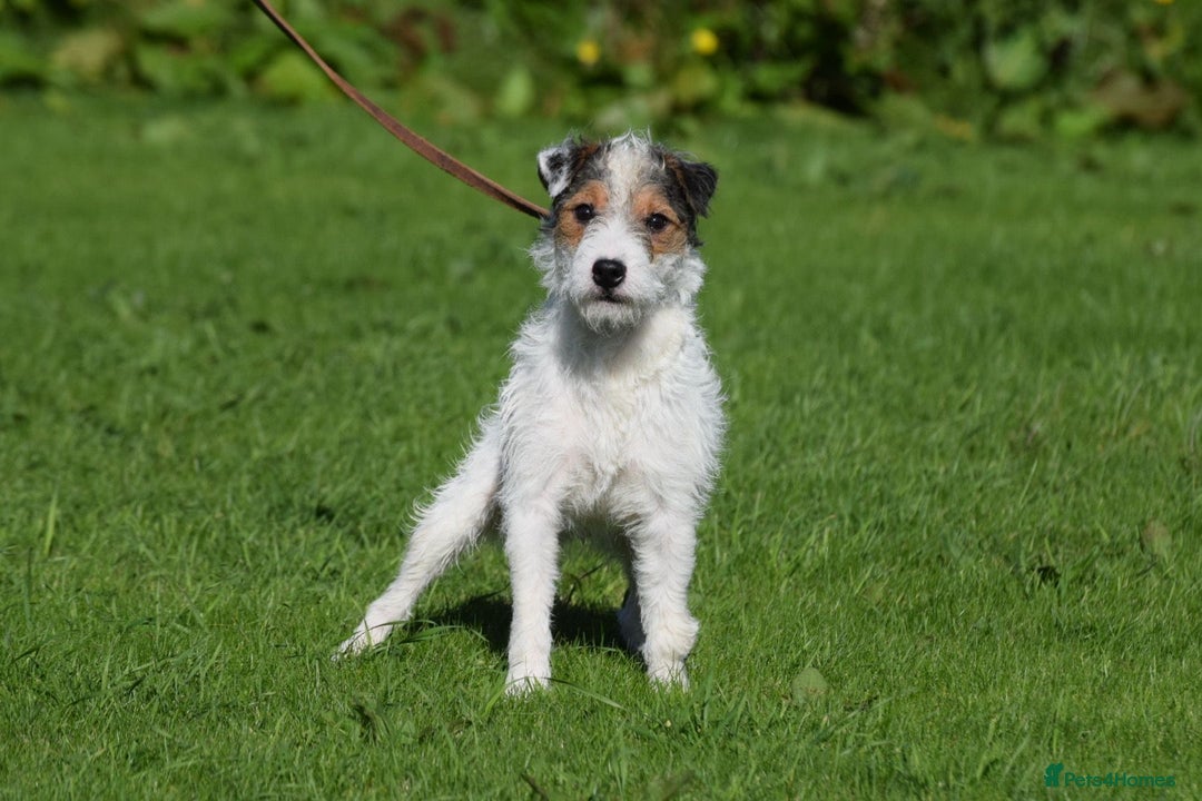 Parson Russell dogs for stud: 5 star licensed registered breeder - Advert 6