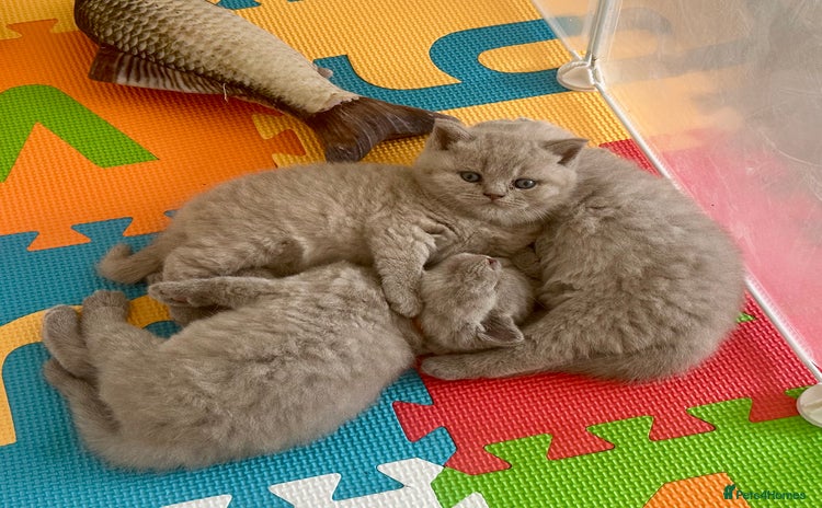 British Shorthair cats - Advert 8