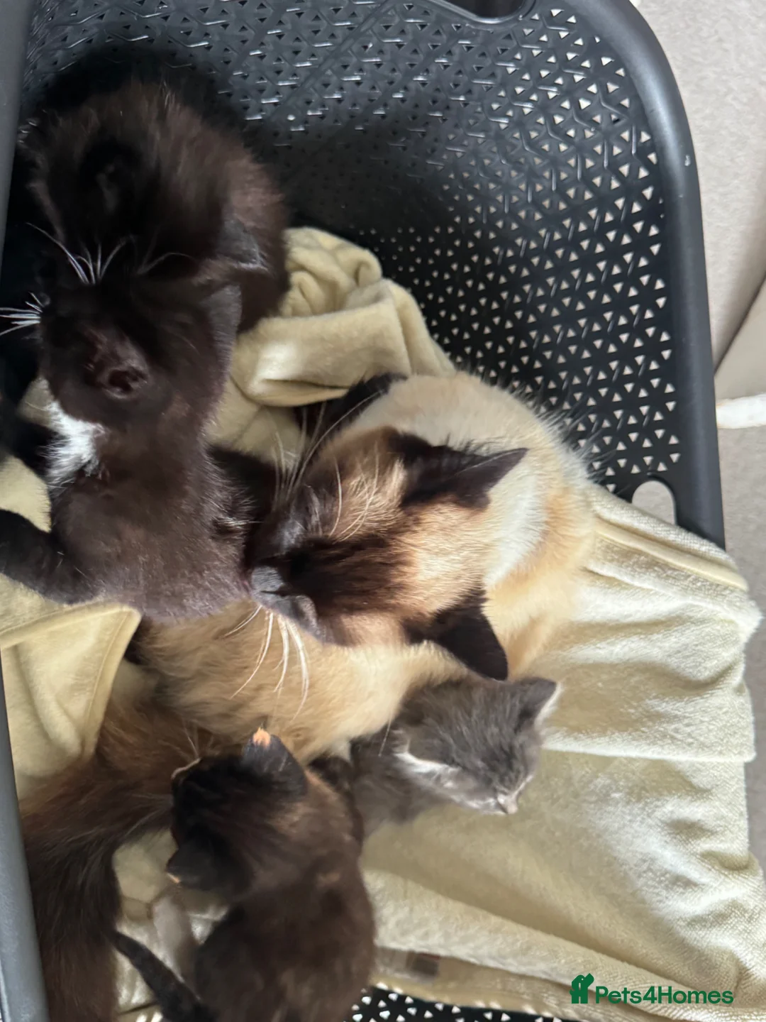 Mixed Breed cats for sale: 4 beautiful part ragdoll kittens  - Advert 25