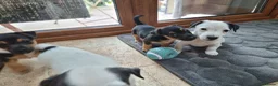 Jack Russell dogs for sale: Jack russel puppies one boy left - Advert 18