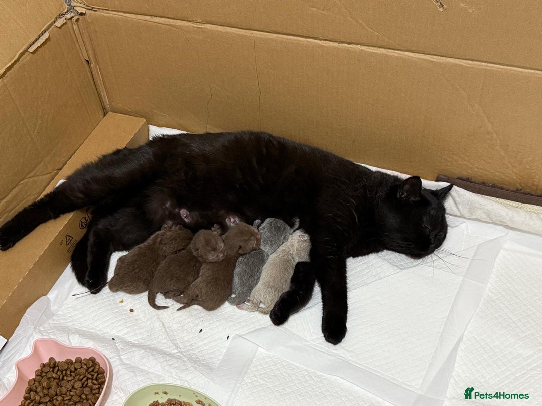 British Shorthair cats for sale: Pure British short hair kittens  - Image 16