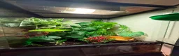 Frog reptiles for sale: Red eyed tree frog complete with set up  - Advert 3