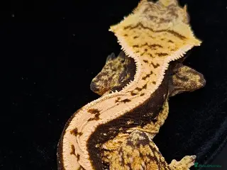 Gecko reptiles Beautiful Crested Gecko's ready for new homes - Advert 1