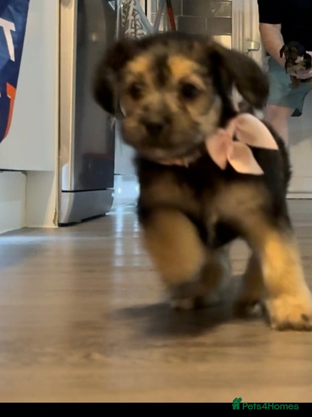 Mixed Breed dogs for sale: Shihtzu cross cocapoo (shihpoo) puppies  - Advert 18