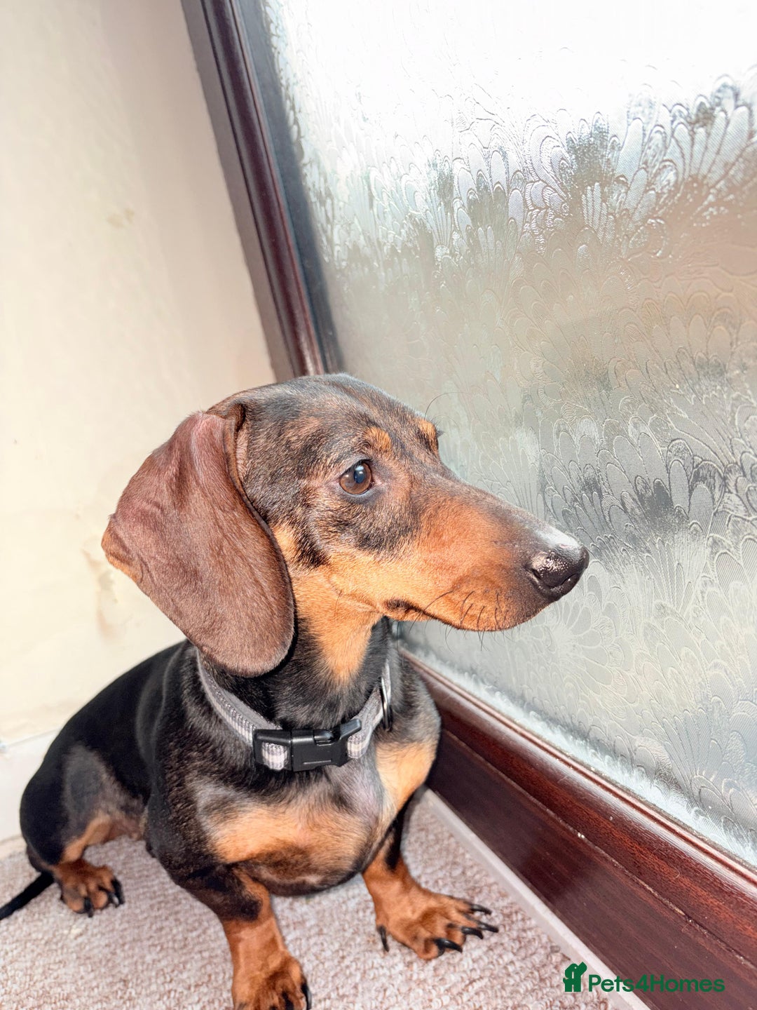 Miniature Dachshund dogs for sale: Adorable Female Mini Dachshund  - Advert 5