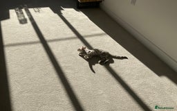 Bengal cats for sale: Pure bengal girl  - Image 6