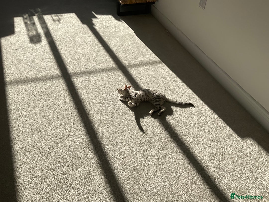 Bengal cats for sale: Pure bengal girl  - Image 6