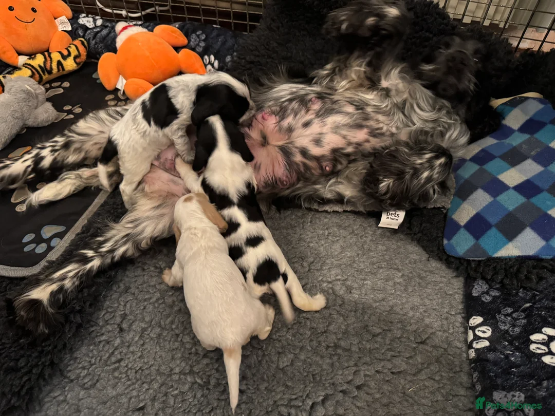 Cocker Spaniel dogs for sale: Cocker Spaniel (show type) puppies  - Advert 1