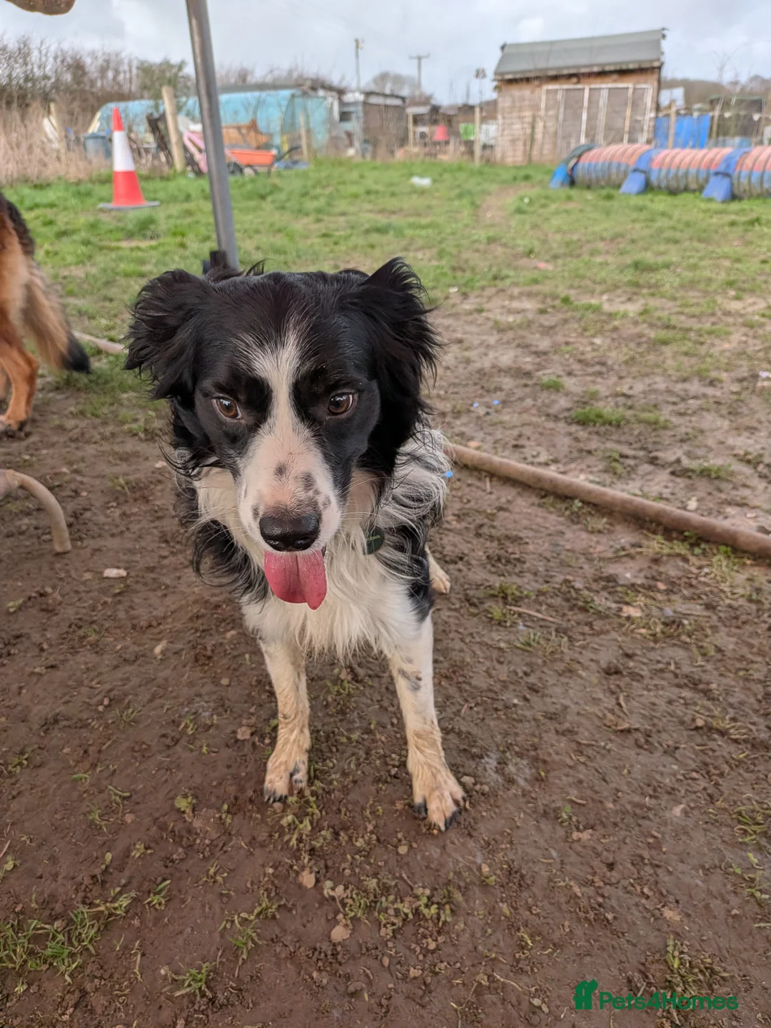 Mixed Breed dogs for sale: Jack Russell cross collies  - Advert 14