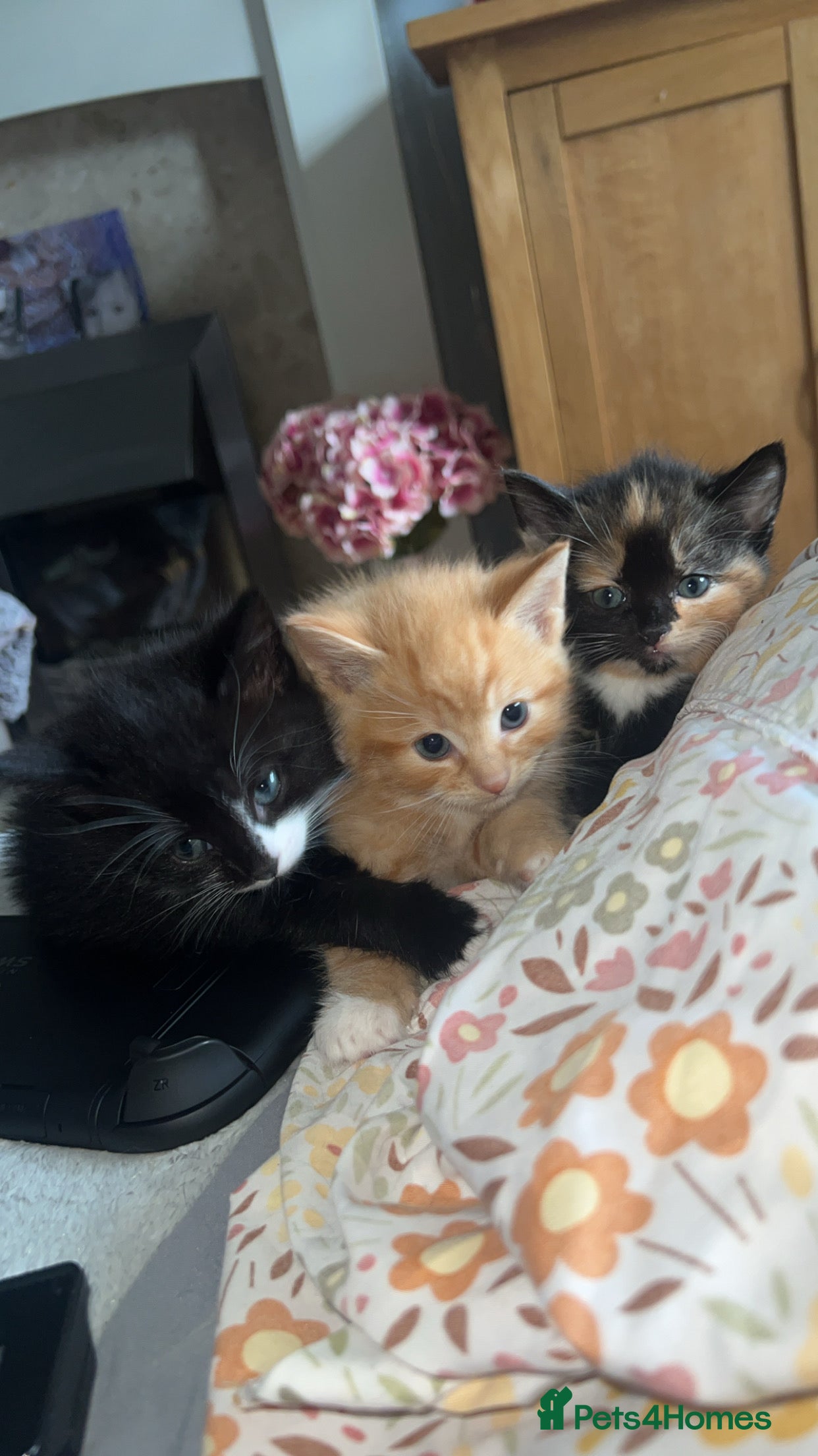 Mixed Breed cats 3 Beautiful Mixed Breed Kittens-2 Female & 1 Male - Advert 1