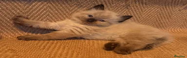 Ragdoll 4