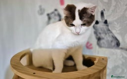 British Shorthair cats for sale: 1 boy left!! Full vaccinated BSH kittens  - Image 5